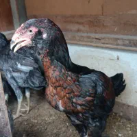 مرغ و خروس جوجه لاری فروشی|حیوانات مزرعه|گنبد کاووس, |دیوار