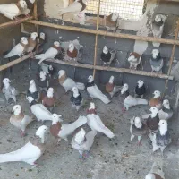 طوقی کبوتر