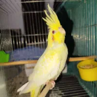 عروس هلندی لوتینو زعفرانی|پرنده|دره شهر, |دیوار