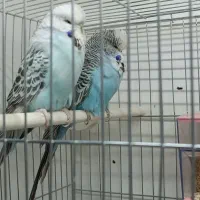 پرنده|پرنده|تهران, بوستان چیتگر|دیوار