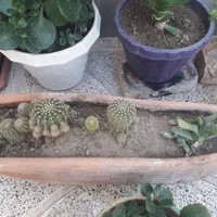 گل وگیاه طبیعی|گل و گیاه طبیعی|اصفهان, فرح آباد|دیوار