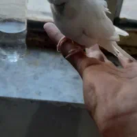 حراج|حراج|چناران, |دیوار