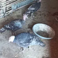 بوقلمون از بهترین نژاد|حیوانات مزرعه|زهک, |دیوار