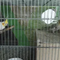 جوجه عروس هلندی|پرنده|بناب, |دیوار