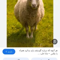 فروش 3 عدد میش و یک عدد بره