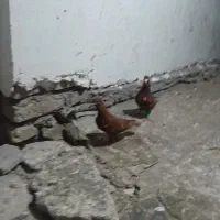 نر ماده سرخ کرمانی