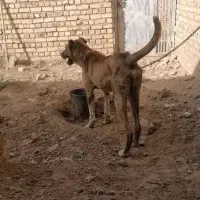 سگ دزدیده شده