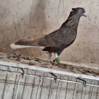 پرنده|پرنده|الوند, |دیوار