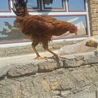 مرغ خروس