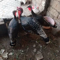 بوقلمون|حیوانات مزرعه|بندر گناوه, |دیوار