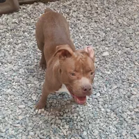 پیت بول|سگ|ساری, |دیوار