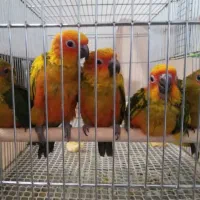 خرید و فروش انواع طوطی سانان