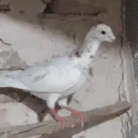 کبوتر جوجه سار هرکی گرفته لطف کنه با پولش بده