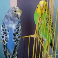 مرغ عشق جفت نر و ماده طوطی برزیلی|پرنده|تهران, طیب|دیوار