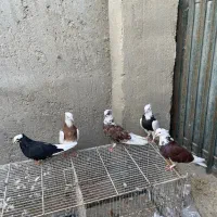 کفتر کبوتر|پرنده|قشم, |دیوار