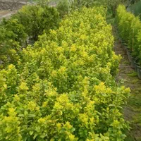 فروش  و خرید انواع کاج و شمشاد طلای