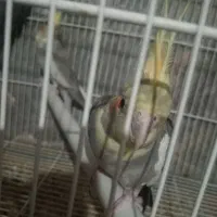 عروس هلندی.وتخم..توضیحات|پرنده|سبزوار, جوادیه شرقی|دیوار