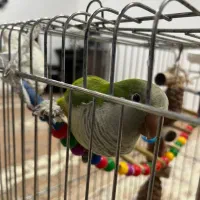 پرنده راهب|پرنده|بندر ماهشهر, |دیوار