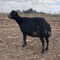 میش قزل افشار