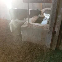 گوساله نر سیمیتال|حیوانات مزرعه|ماهنشان, |دیوار