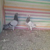 کبوترنامه بر