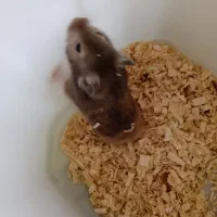 همستر سوری جهت معاوضه