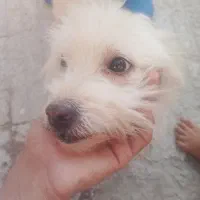 واگذاری سگ خانگی|سگ|ایرانشهر, |دیوار