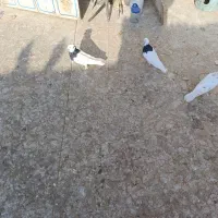 کفترطوقی 6عدد3نر3ماده|پرنده|برخوار, |دیوار