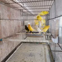 قناری های سالن