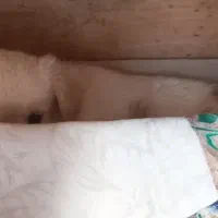 برفی.|سگ|بناب, |دیوار