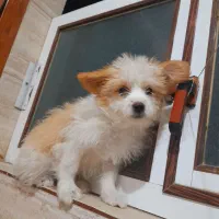 سگ شیتزو تریر