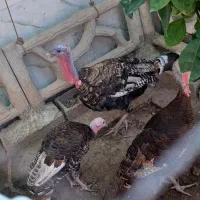 بوقلمون