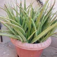 گل و نهال|گل و گیاه طبیعی|ری, فیروزآبادی|دیوار