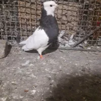 کفتر فروشی|پرنده|بیرجند, |دیوار