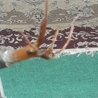 کابل|ابزارآلات|دزفول, |دیوار