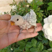 طوطی برزیلی سرلاکی قفس