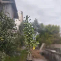 شمشاد|گل و گیاه طبیعی|شیرود, |دیوار