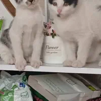 واگذاری گربه|گربه|کرمانشاه, |دیوار