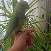 طوطی ملنگو|پرنده|مشهد, ویلاشهر|دیوار