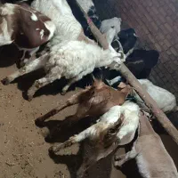 ۱۵عدد بزغاله|حیوانات مزرعه|خمین, |دیوار