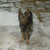 ژرمن ماده ورک