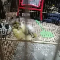 قناری ماده فر ابلغ