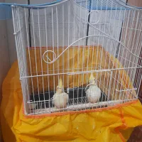 عروس هلندی لوتیو