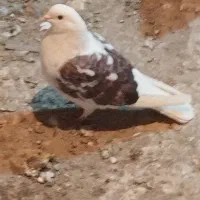 کبوتر پرشی|پرنده|مشگین شهر, |دیوار