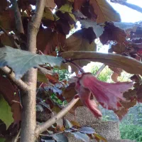 نهال فندق قرمز