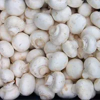 سرمایه گذاری پرسود و نقدی در صنعت قارچ دکمه ای