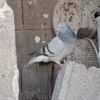 کبوتر‌ دمی