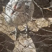 مرغ وخروس سیبرایت مینیاتوری|حیوانات مزرعه|قیدار, |دیوار