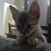 بچه گربه