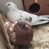 کبوتر سرخ نروماده ودو عدد تخم